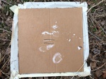 2020-10-30_10-44-37_Lake Arcadia Feb 15-2020 Trap 11.png