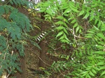 1779324042008(50).JPG