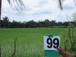 6432099b-irrigated-supplemental-major-tank-rice-doublecrop-sugarcane.jpg