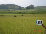 130860303b-rainfed-agriculture-rice.gif