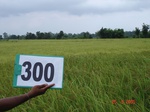 73900300b-rainfed-agriculture-rice-doublecrop-wheat-greenpeas.jpg