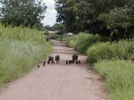 11953_pigs.JPG