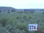 73080274a-rainfed-agriculture-cotton.jpg