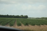 2022-06-11_16-13-14_AD869066-7CF2-46C2-83FA-2F759C9B9C8F.jpeg