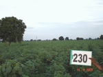 71600230b-rainfed-agriculture-cotton.jpg