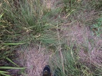 2017-05-28_14-55-00_May_2017_ground_lat30.017506_long-98.048516.JPG
