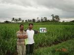 68550131c-irrigated-canal-sugarcane-dominant-maize.jpg