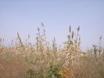 9057RIMG0135.JPG