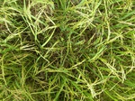 1800720090518_gt02b_Agriculture_Rice_Irrigated_Triple_Continous.JPG