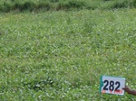 73310282b-rainfed-agriculture-soyabean.jpg