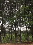 2017-09-12_03-39-29_5560F9B7-2695-42F5-AA40-6E0832044C4D.jpg