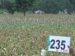 71760235c-rainfed-agriculture-millet.jpg