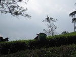 15293IMG_4127.JPG
