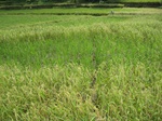 13771IMG_4032.JPG