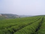 4472007-08-05_08-37-33_small.jpg