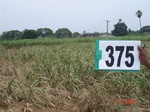76400375d-irrigated-canal-sugarcane.jpg