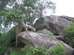 832953-forest-rocky-outcrop-closelook.jpg