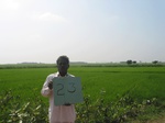 9270gt023bcropland--irrigated-rice-tunga.gif