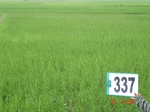 132130337a-rainfed-agriculture-rice.gif