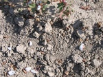 8187vp-069-Irrigated cotton-a.jpg