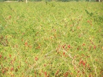 523526042008(39).JPG