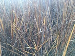2018-01-08_09-59-31_C57FA78D-53C6-41AC-928C-1C0303D5C000.jpg