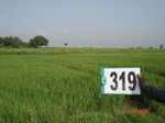 74610319c-irrigated-canal-rice-doublecrop.jpg