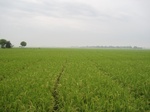 15705IMG_4787.JPG