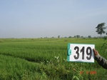 74590319a-irrigated-canal-rice-doublecrop.jpg