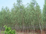 17354100_2040.JPG