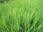 13754IMG_4015.JPG