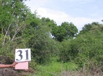 827031-scrubland-good-tree-coverb.jpg