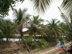 13036028b-fish-culture-scattered-coconut-tree.gif