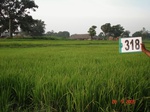 74570318c-irrigated-canal-rice-doublecrop.jpg