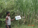 73500288a-irrigated-rainfed-groundwater-sugarcane-dominant-soyabean.jpg