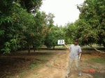 6159023b-plantations-rainfed-mango-chikku.jpg