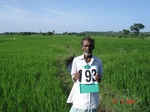 70530193c-irrigated-supplemental-tank-rice-doublecrop.jpg