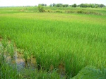1802120090910_gt02a_Agriculture_Rice_Irrigated_Triple_Continous.JPG