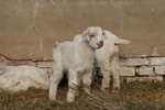 4207IMG_8845.JPG
