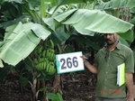 72810266c-irrigated-supplemental-groundwater-drip-irrigation-plantation-banana.jpg