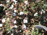 8138vp-015-irrri-cotton-sw-1a.jpg