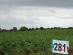 130080281b-rainfed-agriculture-cotton.gif