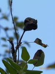 2012-09-07_23-03-32_100_0094 Pear Harvest 2012.JPG