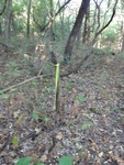 2012-09-24_10-40-19_DSC03085.JPG