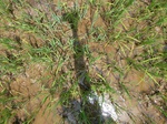 1797720090709_gt01b_Agriculture_Rice_Irrigated_Triple_Continous.JPG