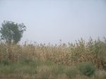 9164RIMG0245.JPG