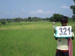 74670321c-irrigated-supplemental-tank-rice.jpg