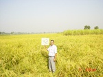 6624gt092-cropland-1.jpg
