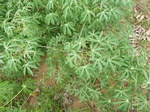 18498P1000334.JPG