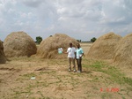6302058e-irrigated-supplemental-major-groundwater-rice-dominant-sugarcane-doublecrop.jpg